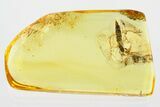Detailed Fossil Wasp (Scolebythidae) In Baltic Amber #315311-2